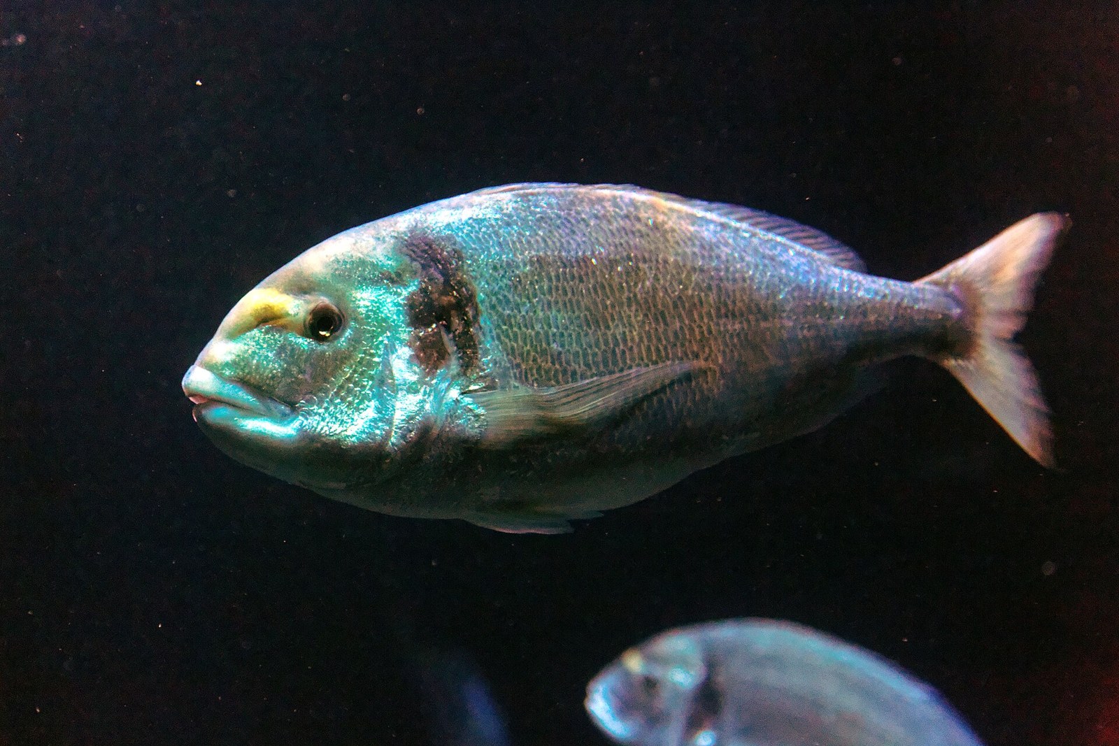 Dorade photographiée en aquarium. Illustration de l'espèce, pas d'une prise depuis le bord.
